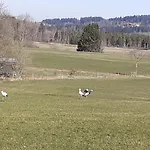 Ferienwohnung-rotmoosblick-direkt-am-rande-unberuehrter-natur * 이스니임알가우