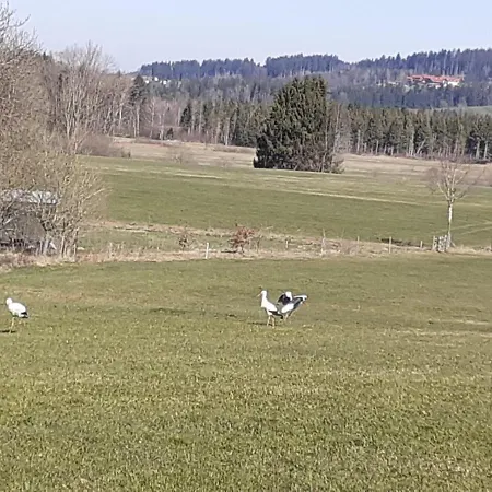 Ferienwohnung-rotmoosblick-direkt-am-rande-unberuehrter-natur * Исни (Альгой)